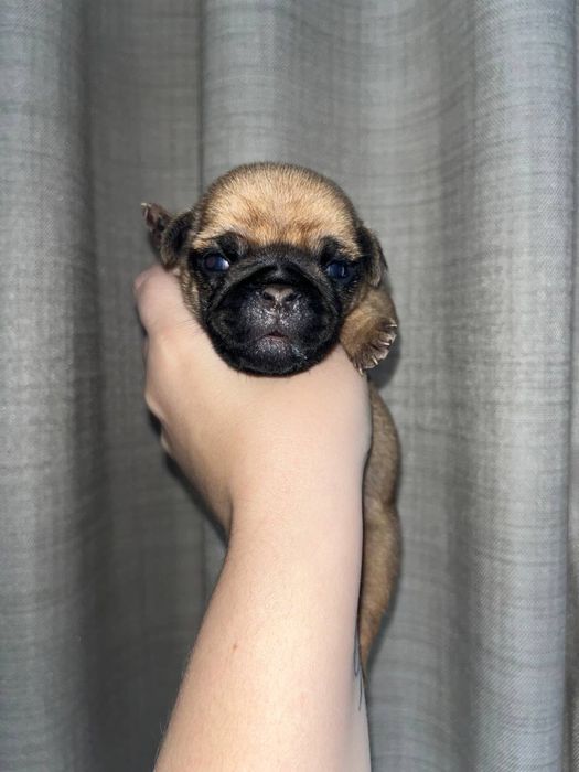 Мопсы малыши 5 мальчиков 3 девочки