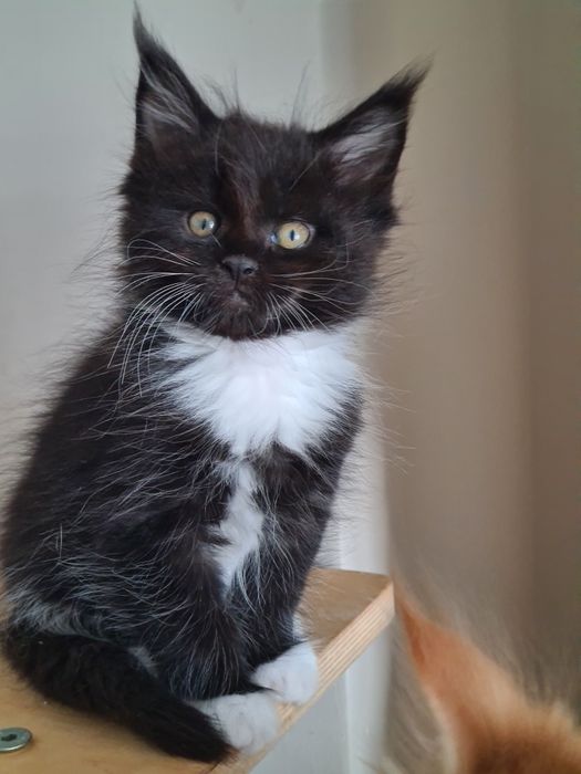 Czarny,  kocurek z białą kryzą