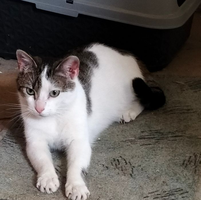 Henio kto go pokocha