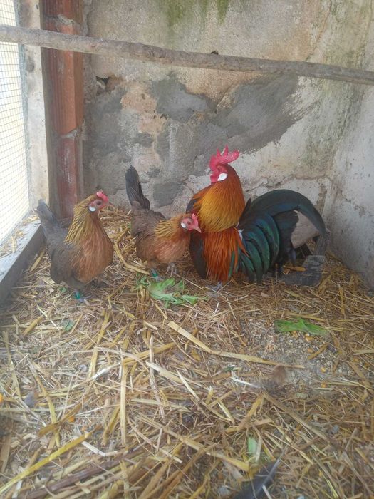 ovos férteis de galinhas de varias raças, pavões e patos por encomenda