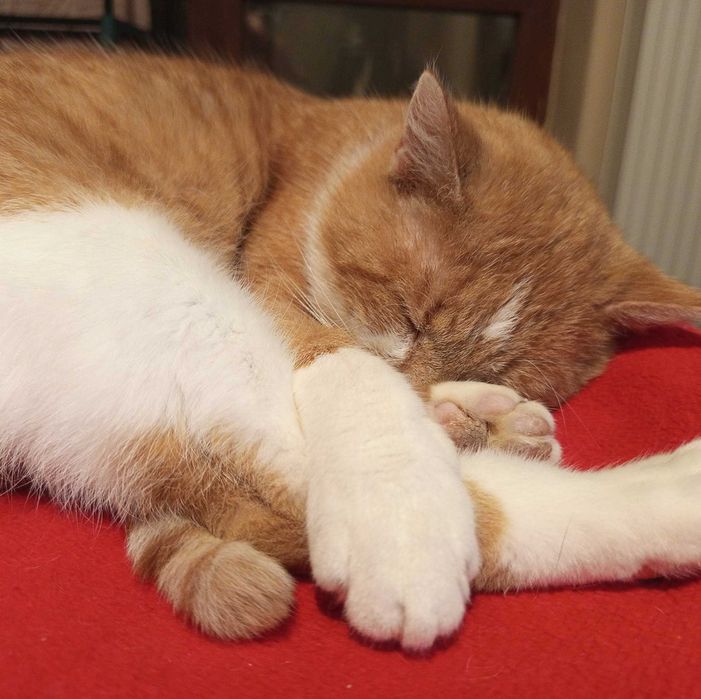 rudy kotek szuka domku