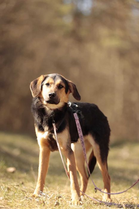 Orz – 15 kg, młody, wrażliwy, robi ogromne postępy, do adopcji