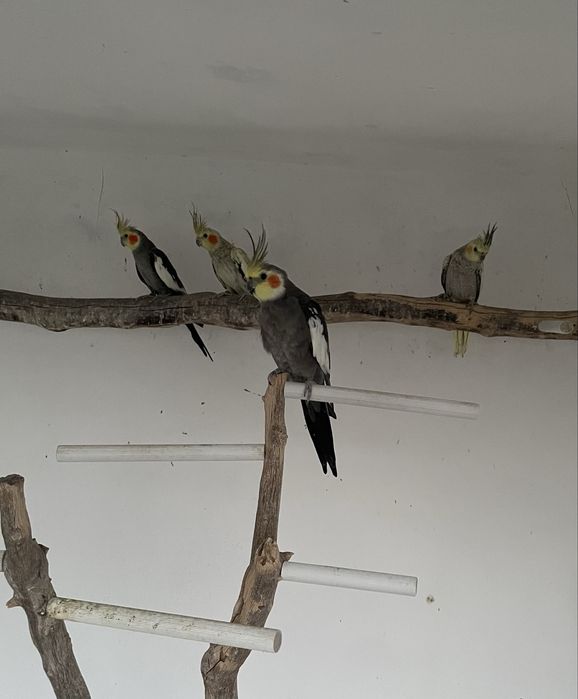 Casais de Caturras