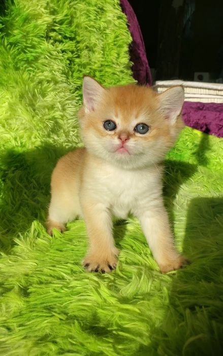 Нежные и ручные малыши. Котята золотая шиншилла.