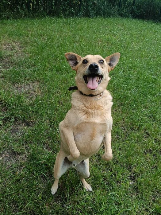 Teoś - odebrany ze złych warunków - schronisko