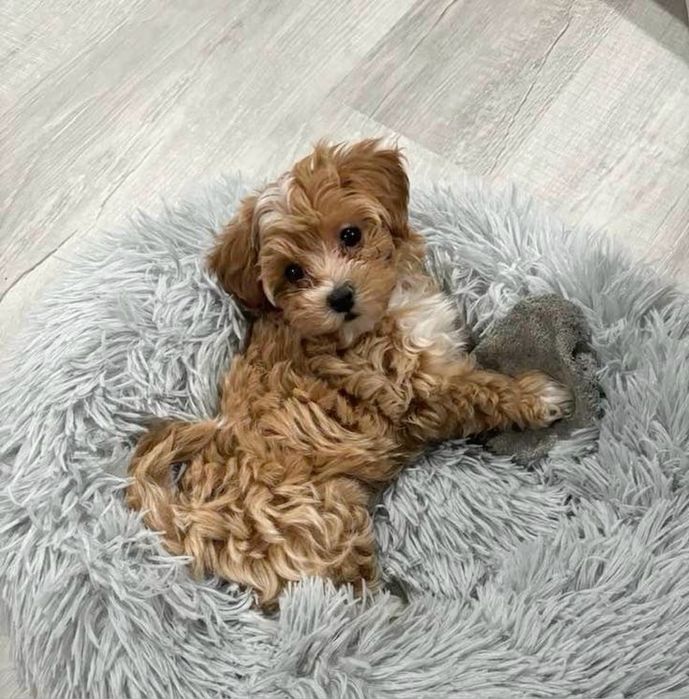 Позитивний мальтипу/maltipoo F1 VIP