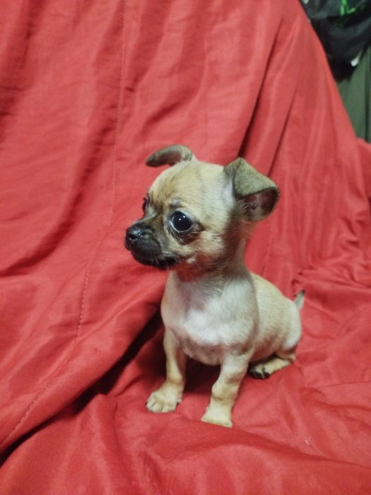 Chihuahua de pelo curto