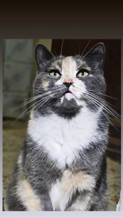 Отдам кошку трехцветку, стерилизована,  3 года