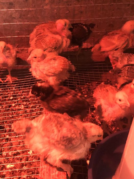 Курчата мясояєчноі породи