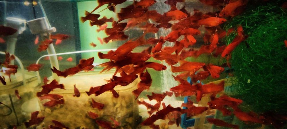 Mieczyk , mieczyki czerwone standard i żaglówka