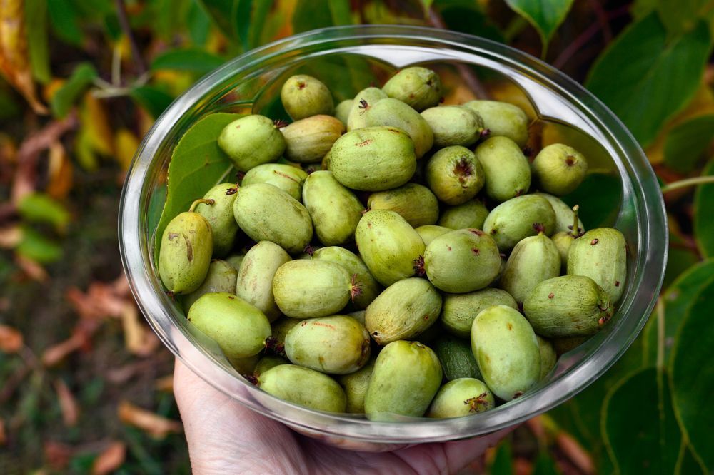 Mini Kiwi Aktinidia ostrolistna Obupłciowe (Actinidia arguta) 3.0L