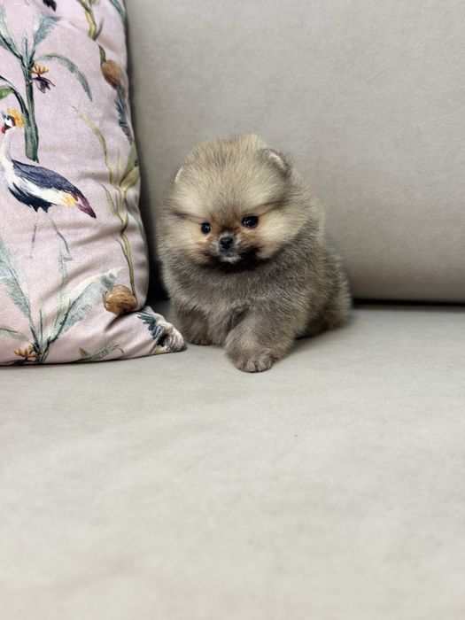 Мікро хлопчик померанського шпіца КСУ