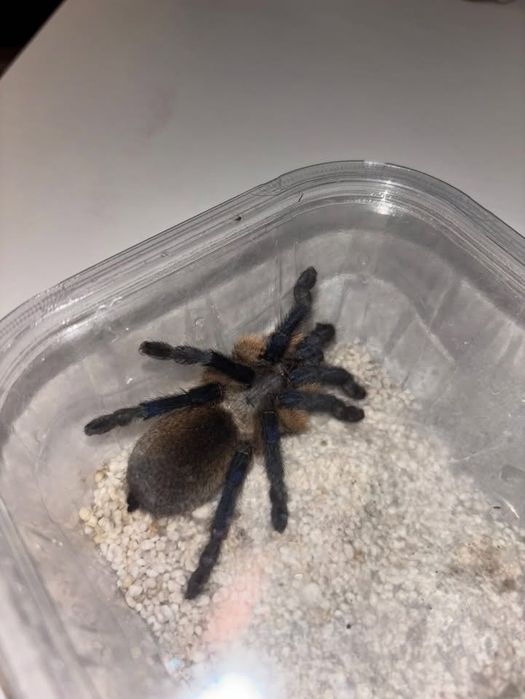 Monocentropus balfouri - SAMICA