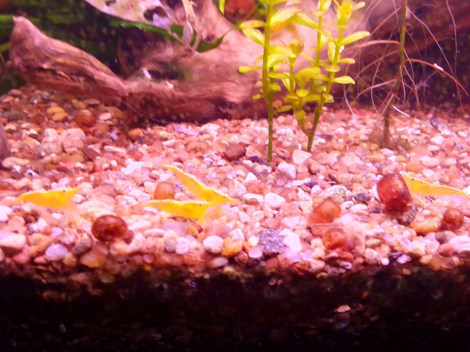 Креветка неокардина "Жовтий неон" та синя.