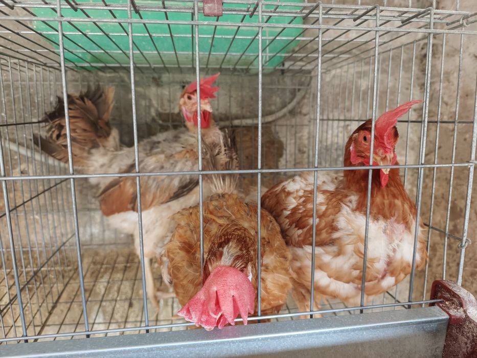 Galinhas ovos azuis