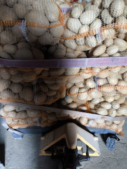 Ziemniaki jadalne  Tajfun i Arizona