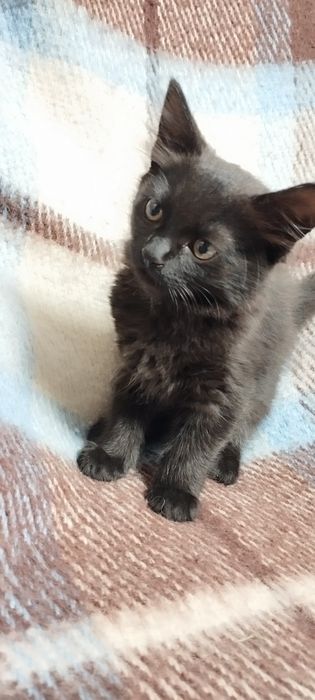 Кошечки Котики Комочки щастья