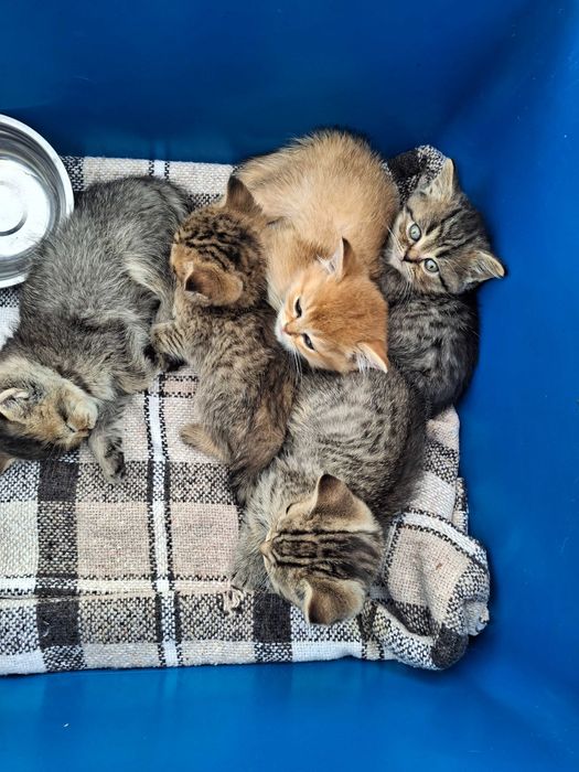 Продаж Шотландських Кошенят