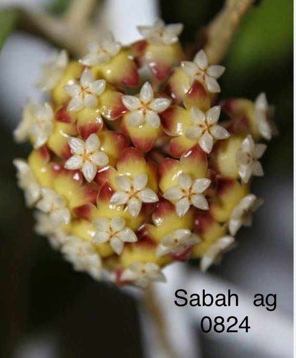 Хойя вкорінена Sabah ag 0824 Co Chang Island Lacunosa Big Scortechinii