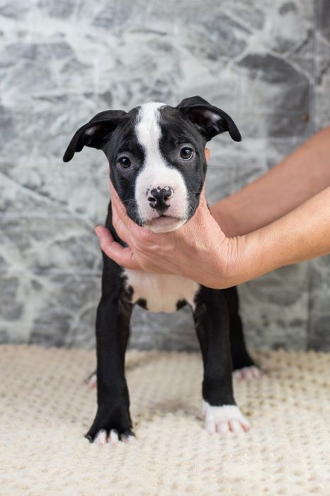 Щенки Стаффордширского терьера