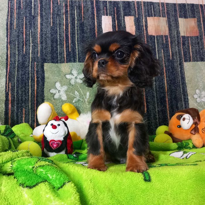 Кавалер кінг чарльз спаніель