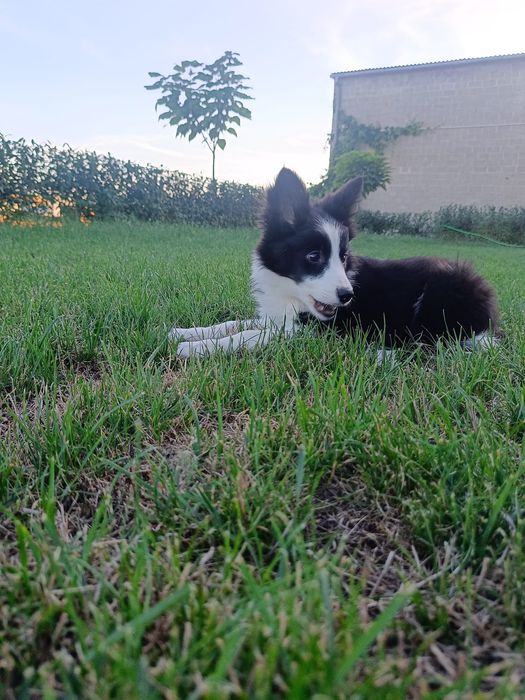 Border Collie czarno-biała suczka Juno, gotowa do odbioru
