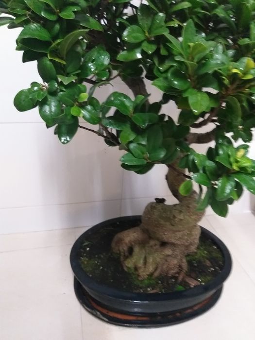 Bonsai 20 anos (90cm altura)