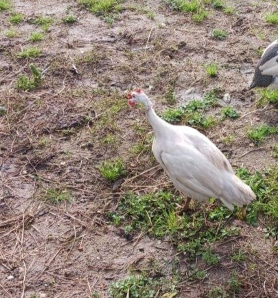 Galinha de angola macho /fraca macho branco