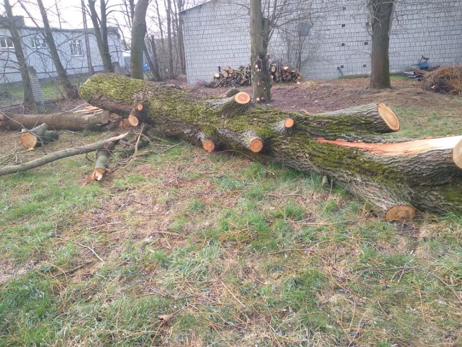 Wycinka drzew Trudnych
