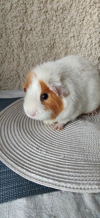Морская свинка Тедди самка 1,5 года