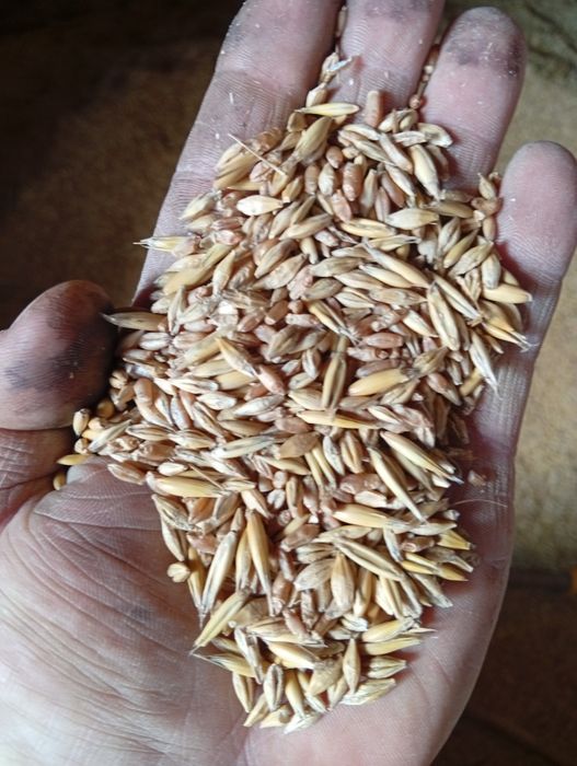 Sprzedam mieszankę (owies jęczmień przenzyto)