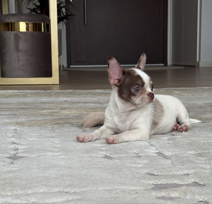 Excelente mini menina chihuahua/chiuaua Linhagem Russa.Qualidade