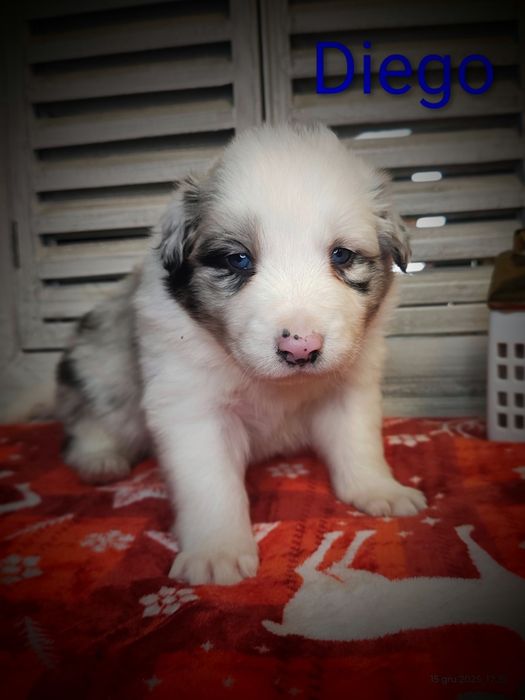 Border collie piesek Blue merle przebadani rodzice