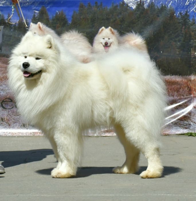 Samojed/ Samoyed szczeniak/ szczenię/ szczenięta