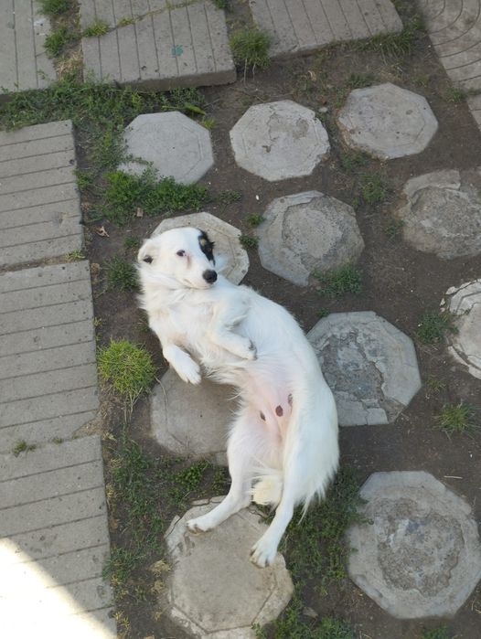 Ищут семью очень звонкие девочки, стерилизованы