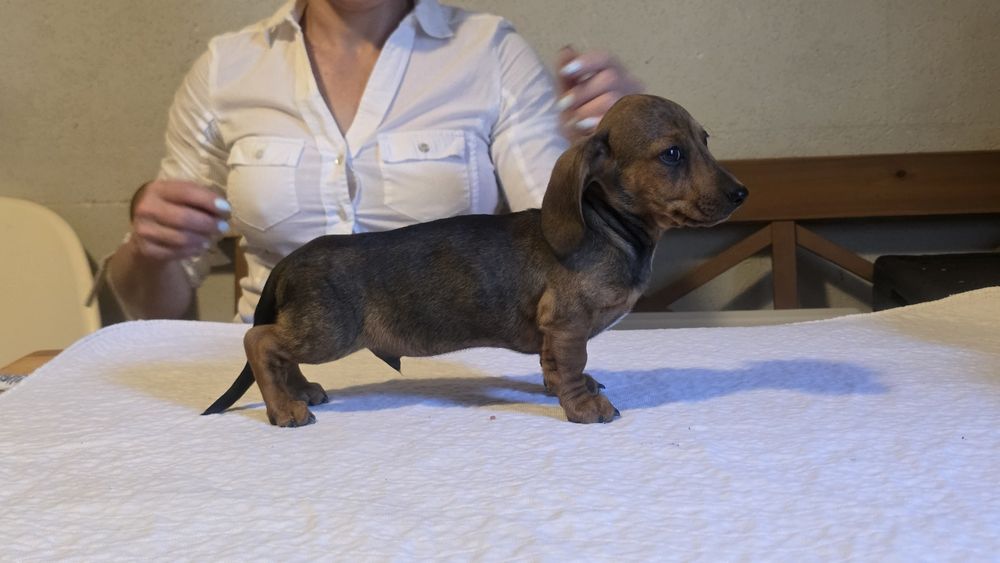Jamnik miniaturowy pręgowany piesek
