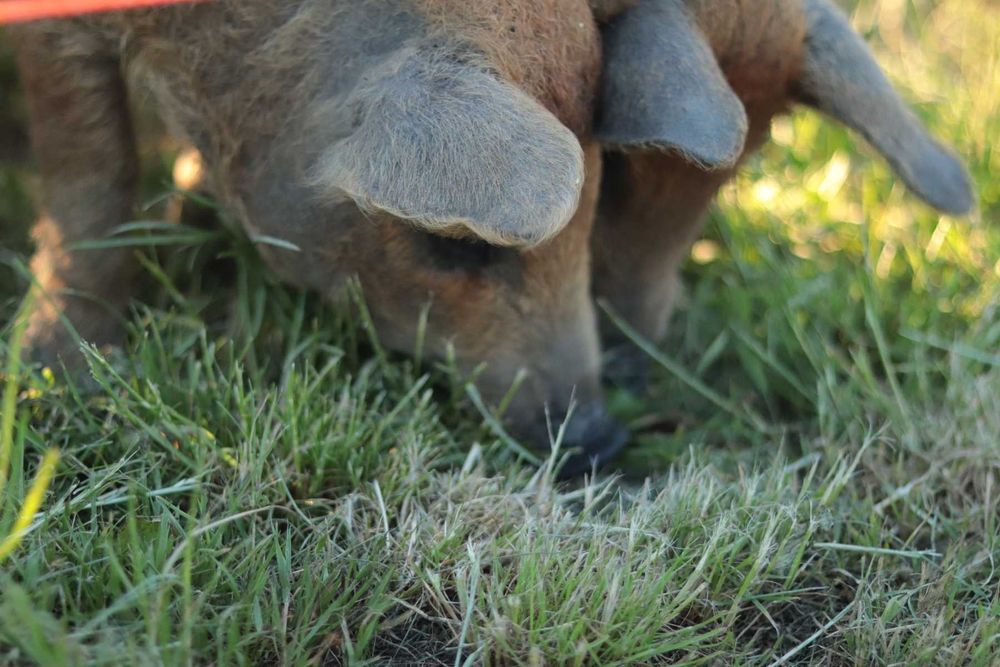 поросята породи мангал