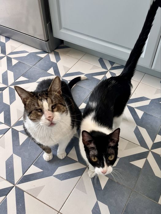 Dog walking e Pet sitting ao domicílio -