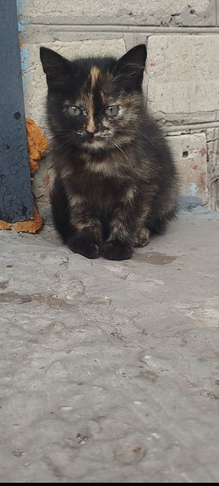 Отдам в добрые руки котиков