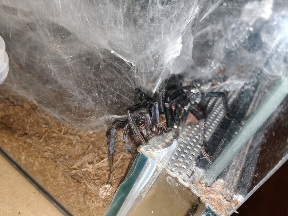 Linothel sericata