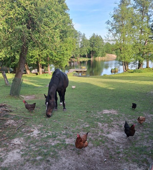 Domek Wolne Terminy Wędkowanie Agroturystyka
