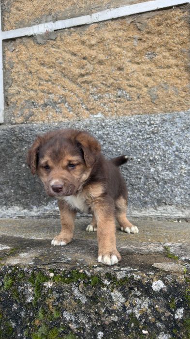 Border Collie Fêmea Castanha e Branca
