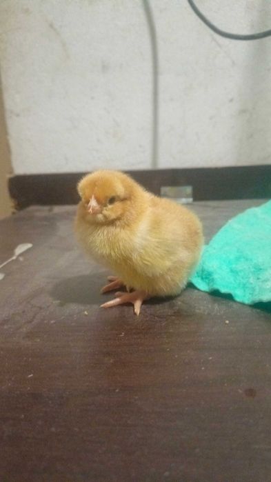 Kurczęta kury nioski