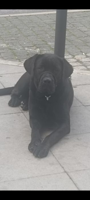 Bebê cane corso x labrador