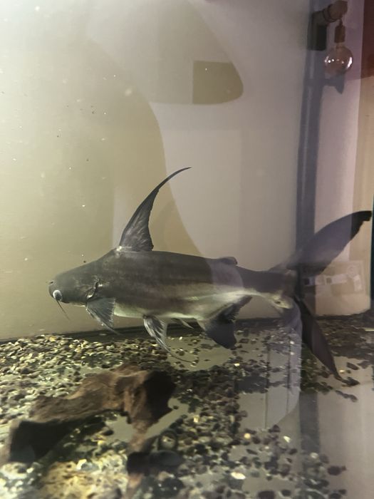 Pangasius +/- 30 cm Doação