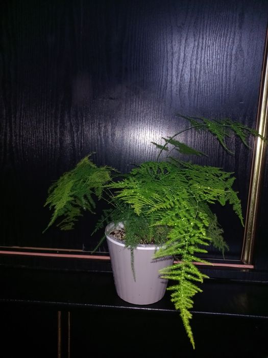 Аспарагус перистый (Asparagus setaceus)