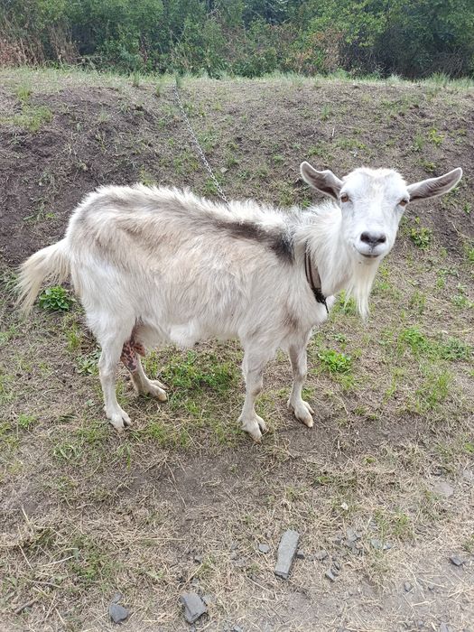 Продам дійну козу