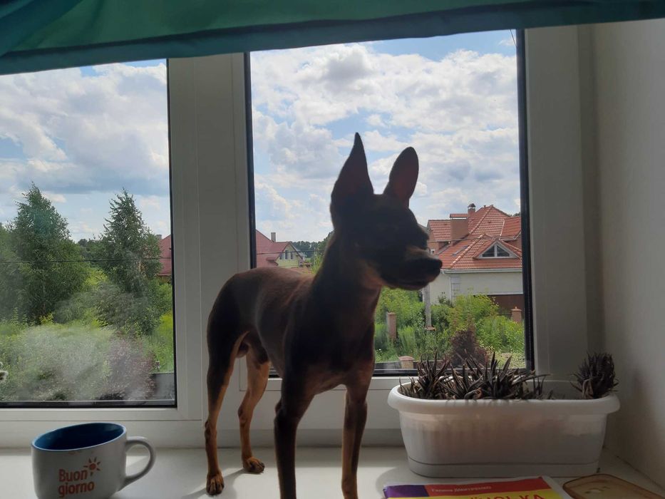 той терьер вязка