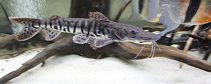 Sum Kaczodzioby  ryba akwariowa