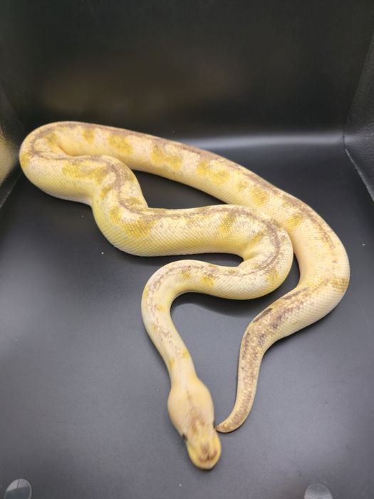 Węże, samce i samice -20%  do 5/12!!